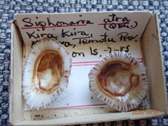 Siphonaria atra
