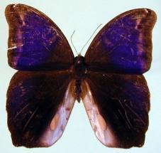Eryphanis lycomedon