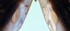 Eryphanis lycomedon
