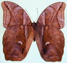 Eryphanis lycomedon