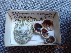 Siphonaria normalis