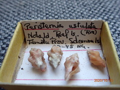 Peristernia ustulata