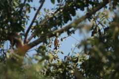 Pyrocephalus rubinus