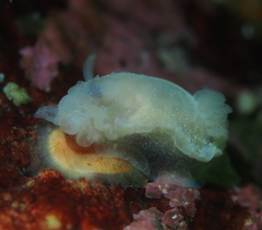 Goniodoris nodosa