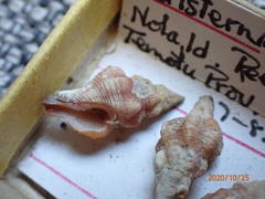 Peristernia ustulata