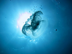 Cepheidae
