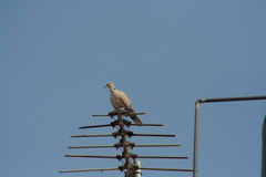 Streptopelia decaocto