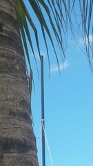Anolis porcatus