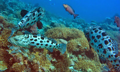 Epinephelus tukula