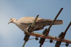 Streptopelia decaocto