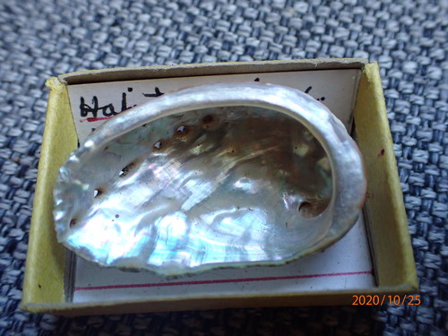 Haliotis fatui