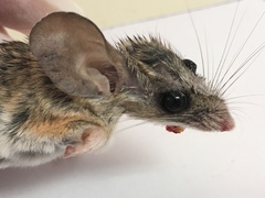 Peromyscus eremicus