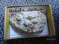Haliotis varia