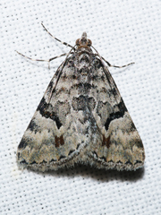 Dichromodes anelictis