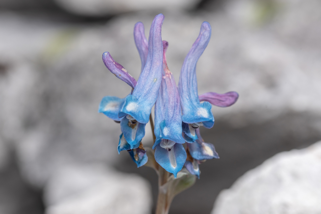 Corydalises