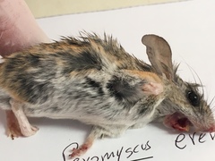 Peromyscus eremicus