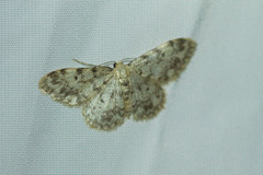 Idaea contiguaria