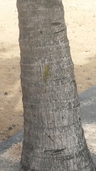 Anolis porcatus
