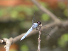 Brachydiplax duivenbodei