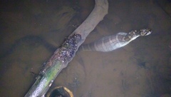 Homalopsis buccata