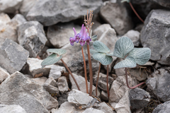 Corydalis hemidicentra