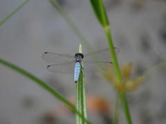 Brachydiplax duivenbodei