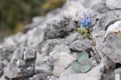 Corydalis hemidicentra