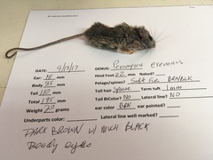Peromyscus eremicus