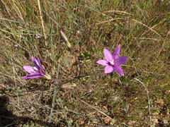 Brodiaea appendiculata
