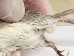 Chaetodipus