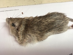 Chaetodipus