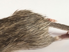 Chaetodipus