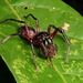 Arañas Hormiga - Photo (c) Andreas Kay, algunos derechos reservados (CC BY-NC-SA)