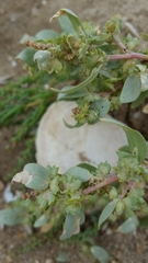 Atriplex mucronata