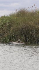 Phalacrocorax varius hypoleucos
