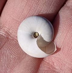 Sonorelix borregoensis