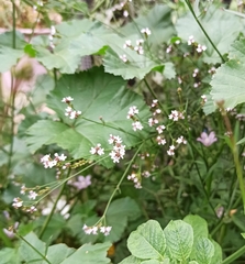 Verbena montevidensis