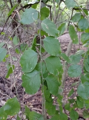 Agonandra ovatifolia
