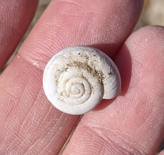 Sonorelix borregoensis