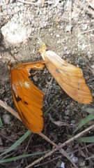 Lepidoptera