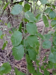 Agonandra ovatifolia