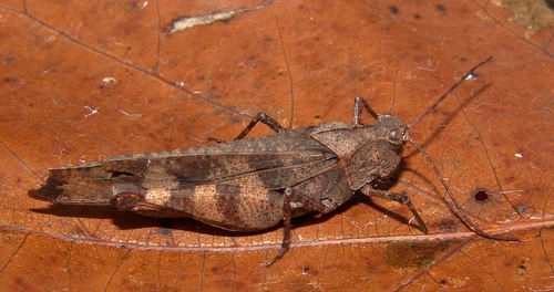 Boll's Grasshopper photo 4