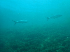 Scomberomorus commerson