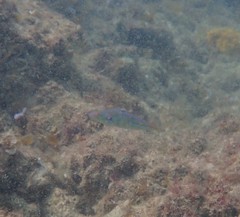 Stethojulis bandanensis