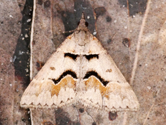 Dichromodes atrosignata