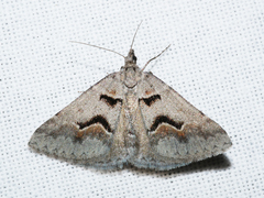 Dichromodes atrosignata