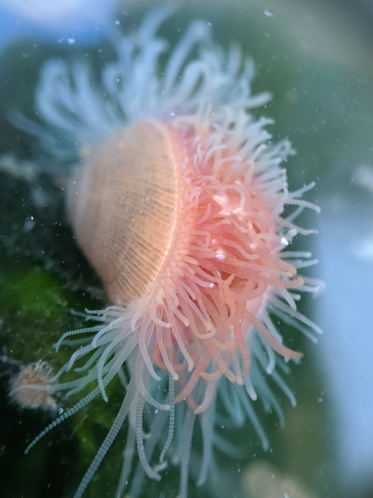 Hemphill fileclam