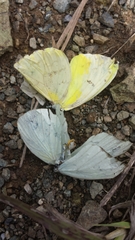 Lepidoptera