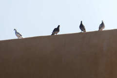 Columba livia domestica