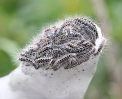 Eriogaster lanestris